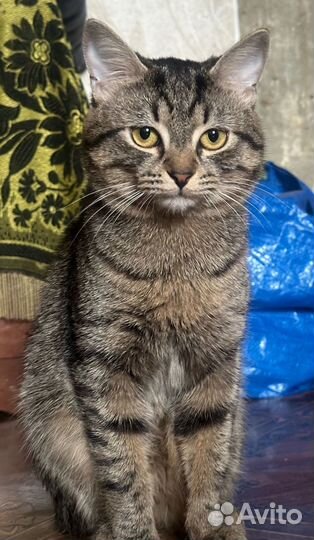 Вязка кошек