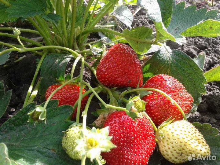Саженцы клубники