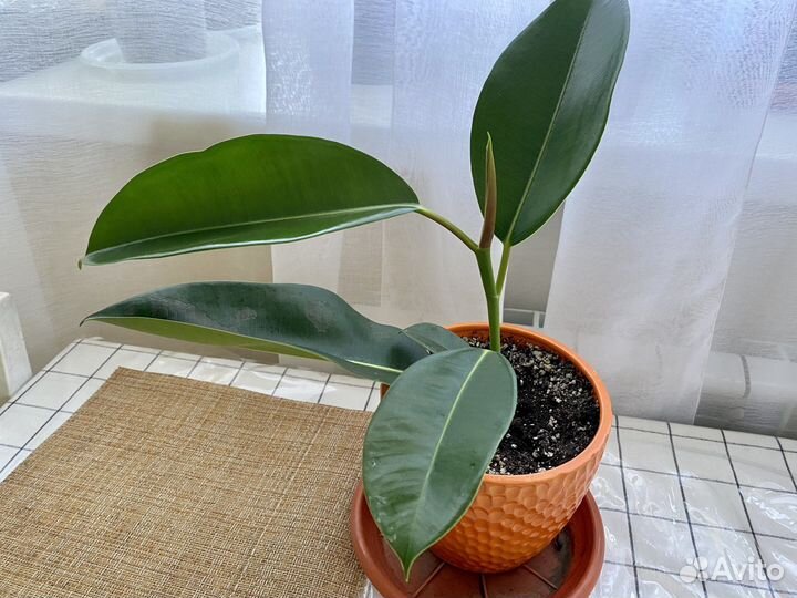 Фикус мелани эластика / фикус комнатные цветы