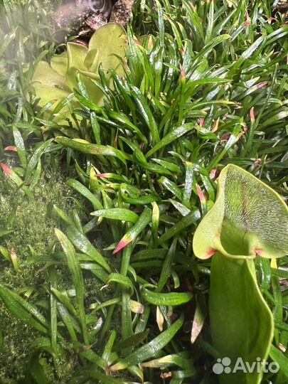 Фикусы,трава для флорариума