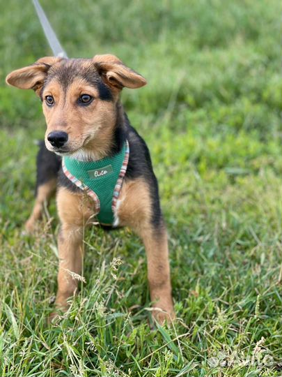 Щенок в добрые руки