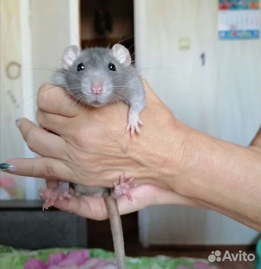 Крыса Дамбо