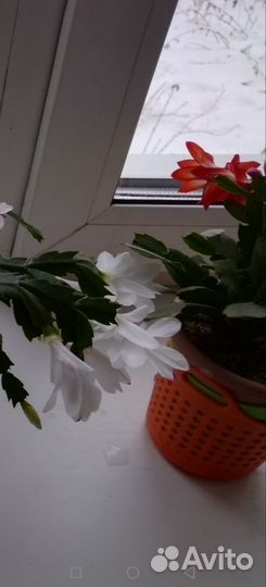 Декабрист белый, красный, розовый - малиновый