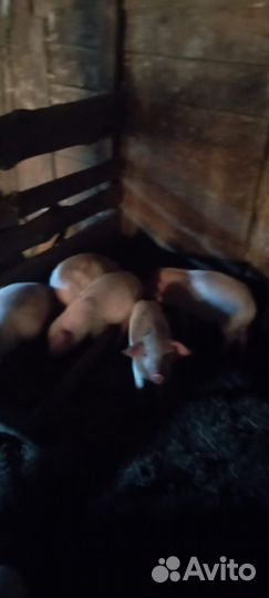 Поросята
