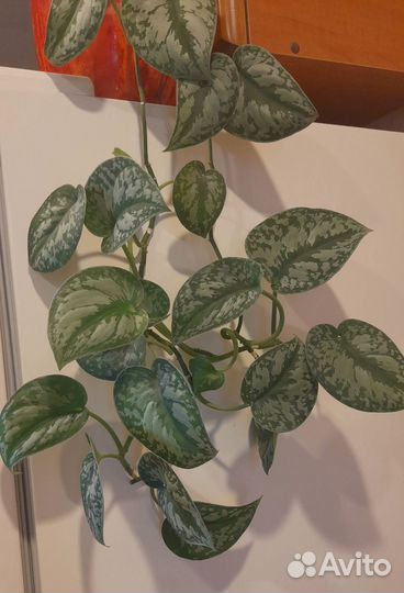 Сциндапсус Экзотика