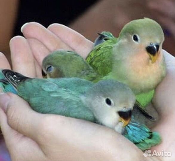 Птенцы неразлучников из гнезда