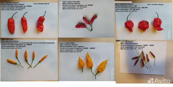 Семена и плоды острых и супер острых перцев