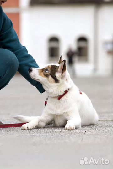 Щенок 5 мес девочка в добрые руки