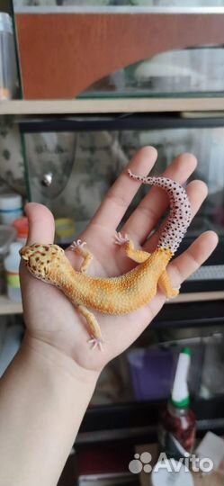 Взрослые самки эублефаров