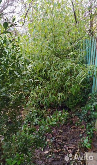 Бамбук морозостойкий