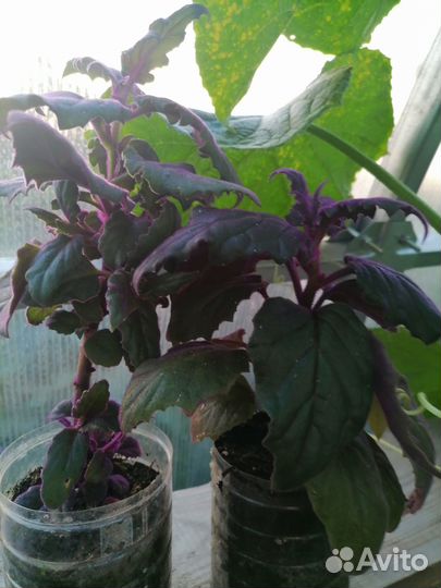 Комнатные цветы рассада лилии гвоздики многолет