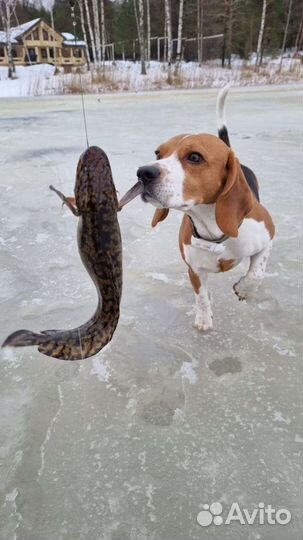 Бигль вязка