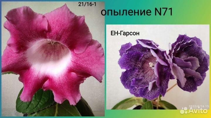 Семена глоксиний