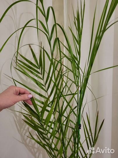 Финиковая пальма с горшком