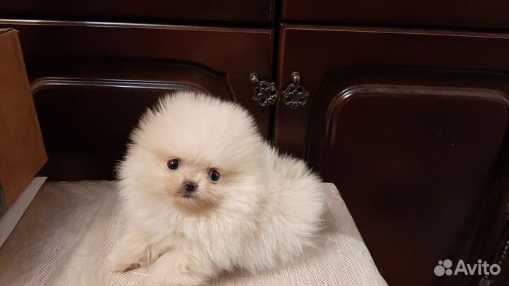 Мальчик пушистое облачко