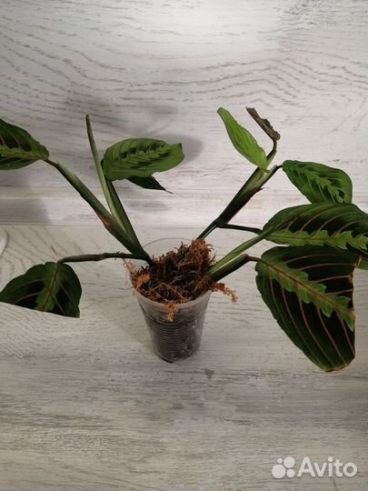 Маранта триколор