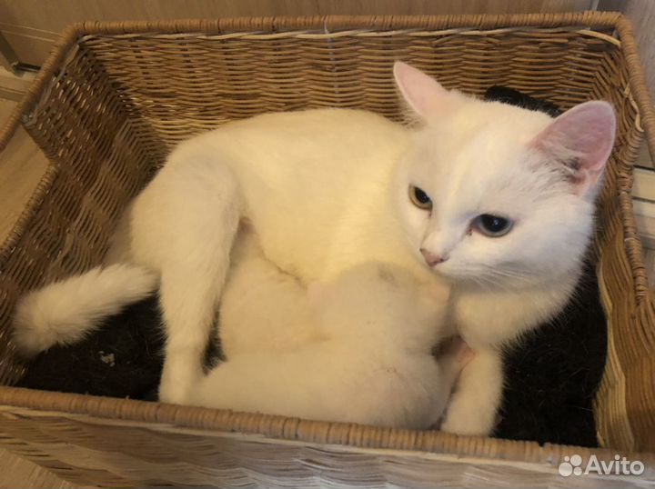 Котенок девочка