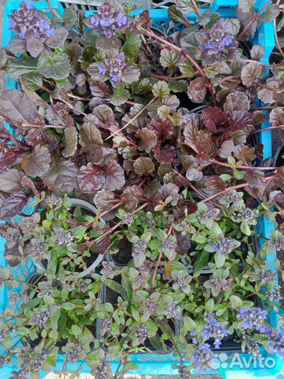 Растения для сада