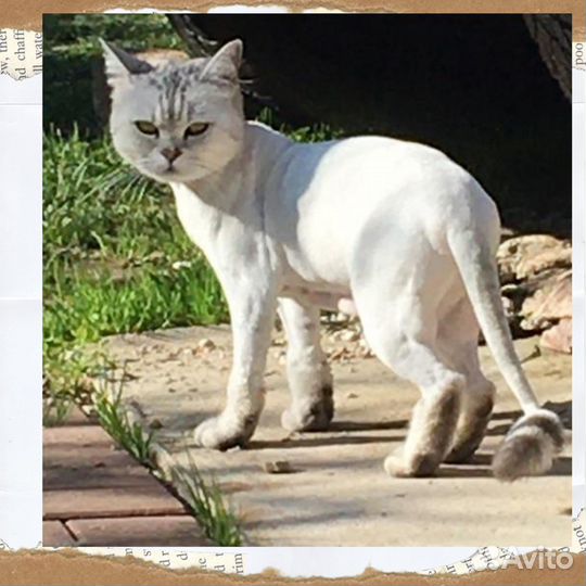 Стрижка кошек - Колпино, Купчино, Рыбацкое