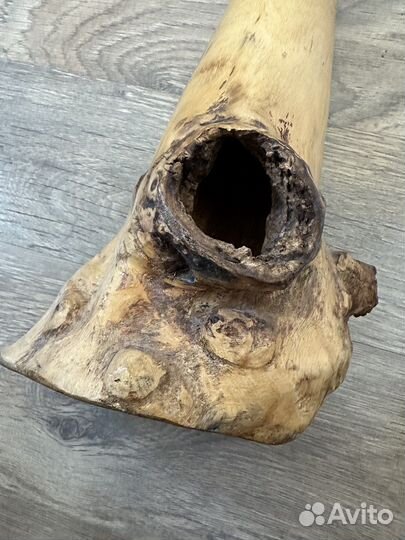 Диджериду эвкалипт