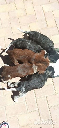 Продам щенков курцхаара