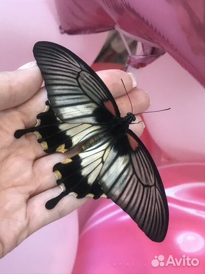 Мини-ферма бабочек