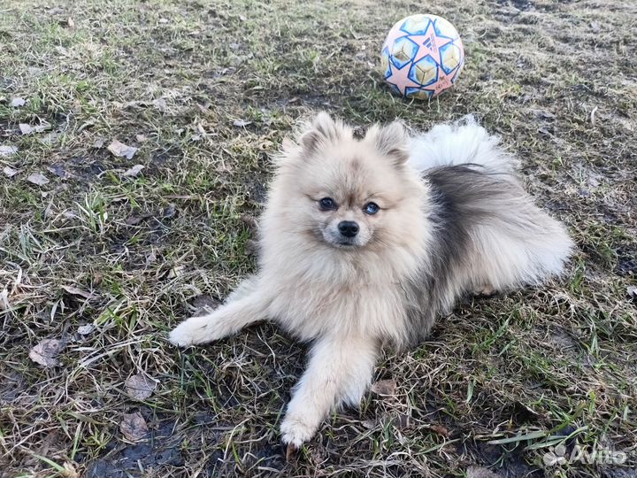 Померанский шпиц Вязка кобель