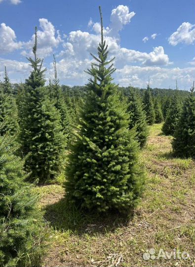 Пихта Корейская с бесплатной доставкой