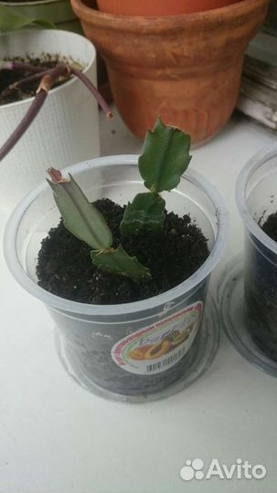 Декабрист шлюмбергера Dark Eva