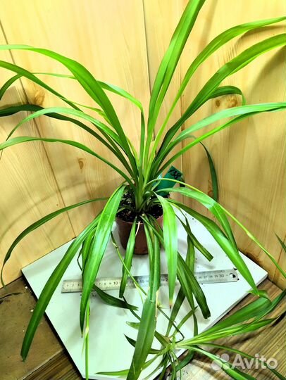 Хлорофитумы