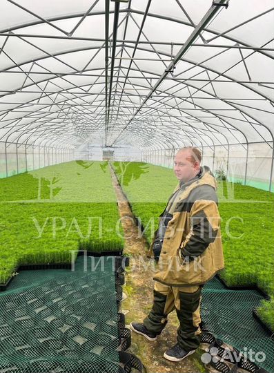 Горная сосна Мугус зкс сеянцы