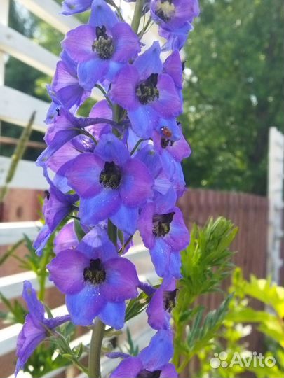 Многолетние цветы