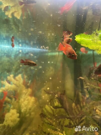 Аквариумные рыбки Хромис-красавец