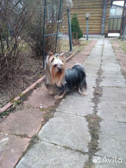 Йоркширский терьер вязка мальчик