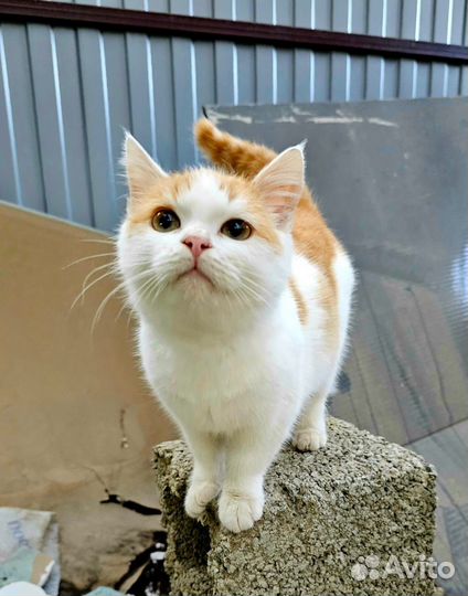 Котенок в дар бесплатно