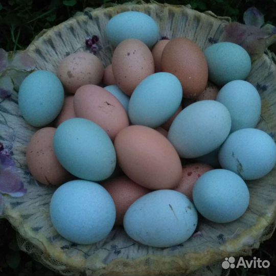 Инкубационное яйцо