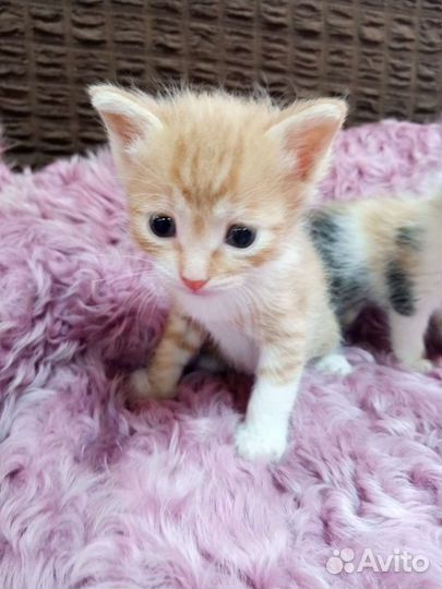 Котята в дар бесплатно