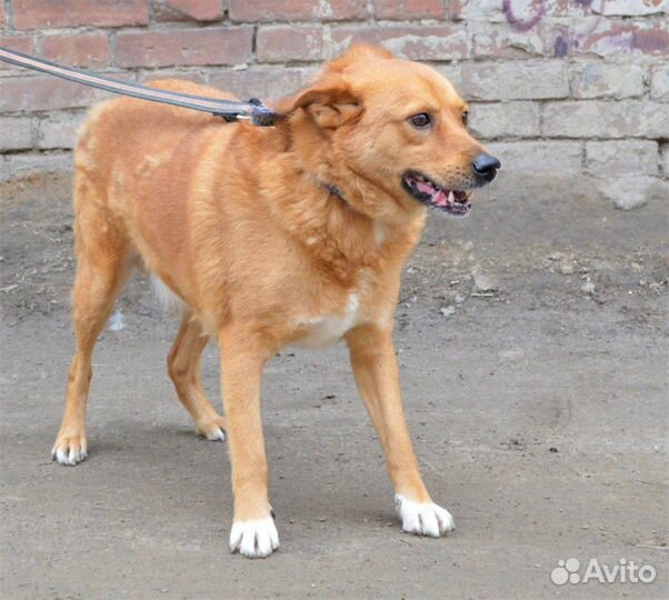 Рыжик в поисках дома