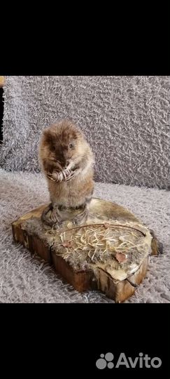 Чучело ондатры на подставке