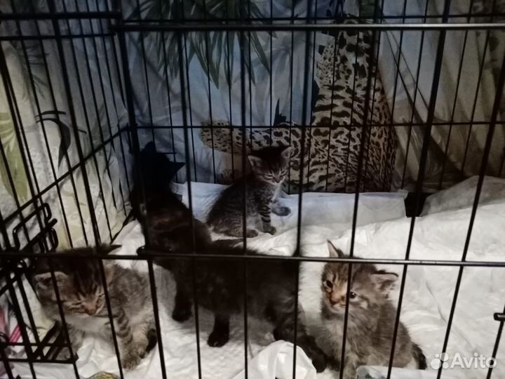 Котята в добрые руки