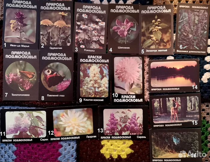 Календарики: цветы, природа, грибы