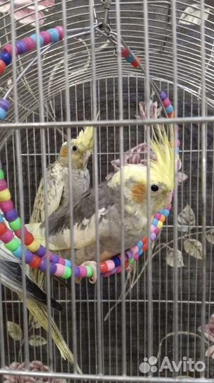 Попугай корелла птенцы