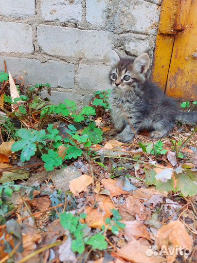 Котенок с мусорки