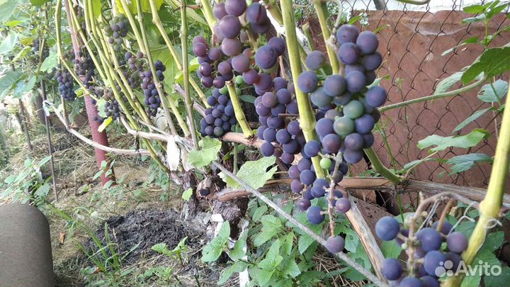 Саженцы плодовых растений