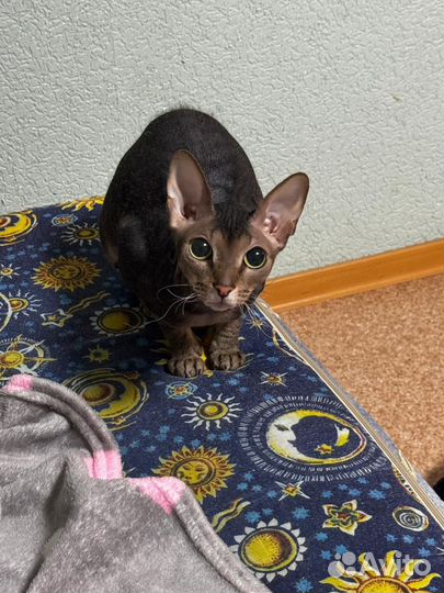 Донской сфинкс