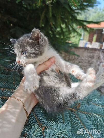 Котёнок