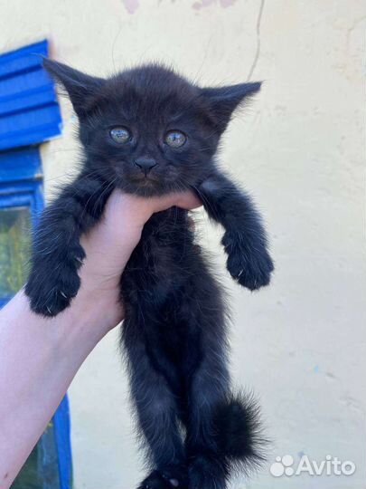 Кошки в добрые руки