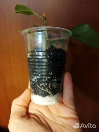 Пальма Вашингтония I Замиокулькас I Бугенвиллия