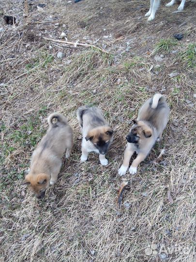 Западно сибирская лайка