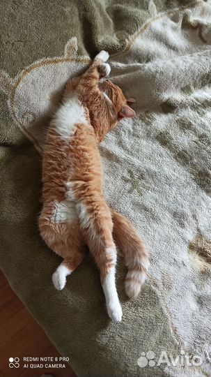 Кот на вязку